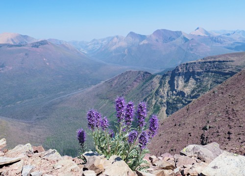 Scorpionweed, unfazed by the strong winds.