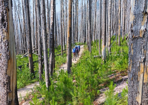 A hot finish on good trail for the final 5 km of burnt forest.
