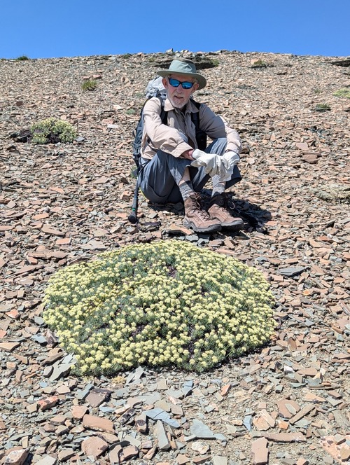 Arnold with a huge mound of Cushion Umbrella Plant (Erigonum androsaceum)