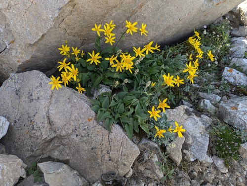 Slender Arnica (Arnica gracilis)