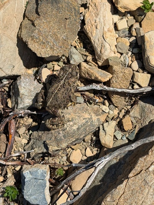 An alpine toad