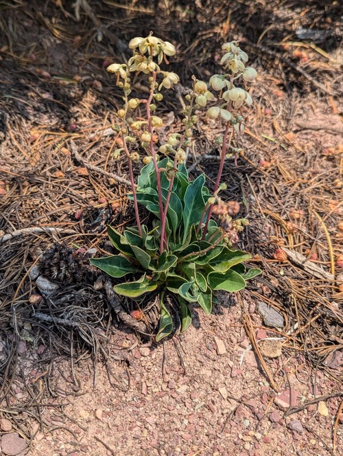 White-veined Wintergreen (Pyrola picta)