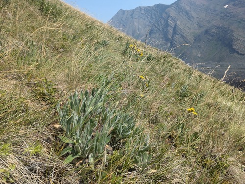 Scouler's Hawkweed (Hieracium scouleri), also known as Hairy Hawkweed