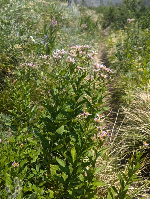 Engleman's Aster (Eucephalus engelmannii)