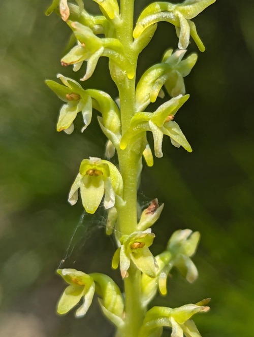 Alaska Bog Orchid (Piperia unalascensis)