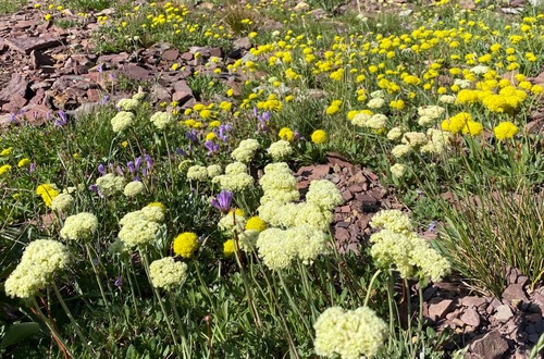 Thousands of buckwheat clumps filled the slopes