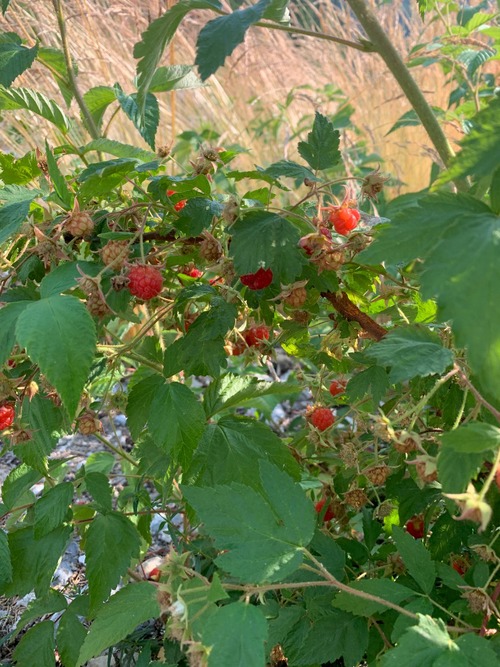 Fresh raspberries to close of the day. Nice treat.