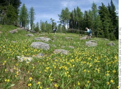 Up to the Ramparts from Eohippus - last of the glacier lilies