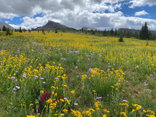 Amazing flower meadows on the way to North Molar Pass
