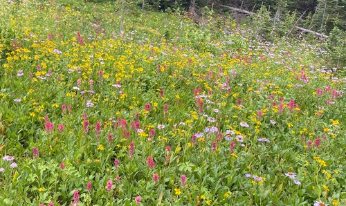 Millions of flowers 