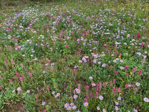 This was one of my favourite meadows 