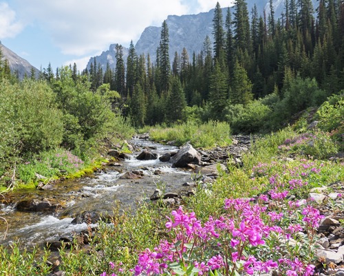 Alternating stretches in forest and along the creek with views and flowers, after a quick approach on the former "yellow" ski trail.