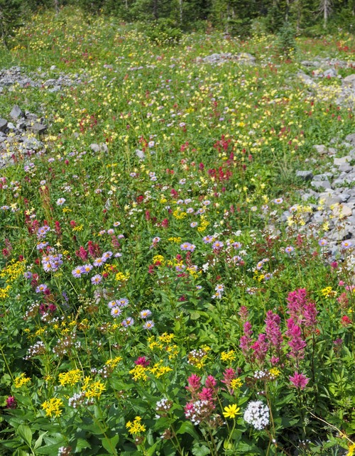 Better light at the flower glades on the hike out.