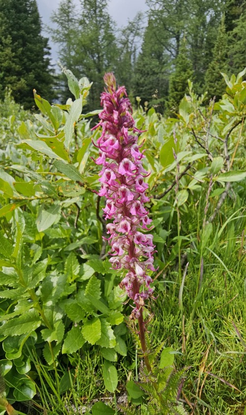 Still lots of flowers 