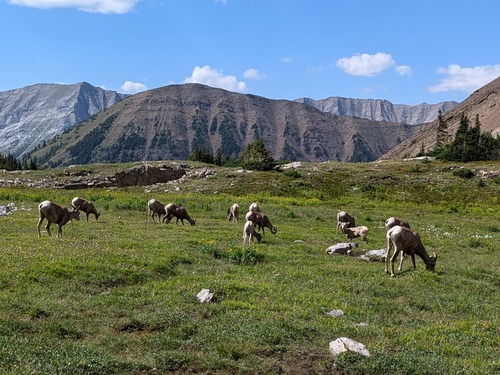 our herd