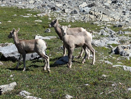 lambs