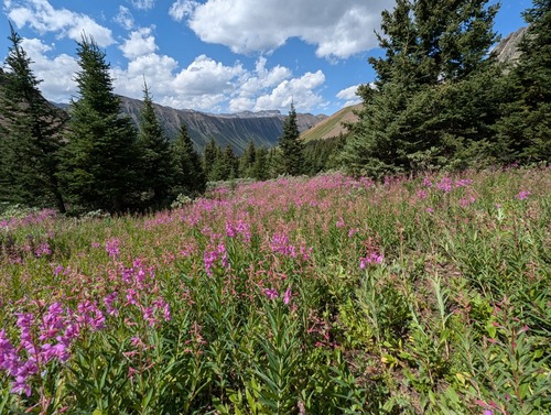 meadows of fireweed