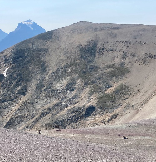 Rams along the ridge west of Purple Mound with Lipalian and Temple behind.