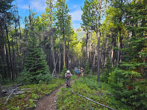 Rosanne leading the way up the Mt Burke cutline
