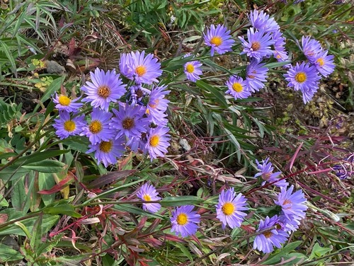 Lots of fresh asters