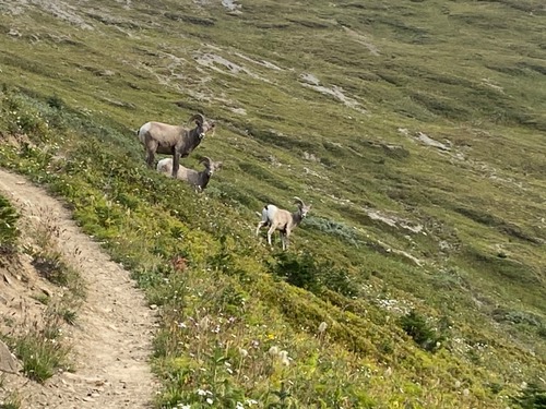 Rams slowly moving off the trail