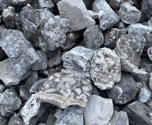 Fossils (at least that's what all 4 of us non-geologists thought they are)... Ed thinks that they are stromatoporids