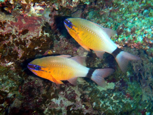 Red-tailed Cardinalfish