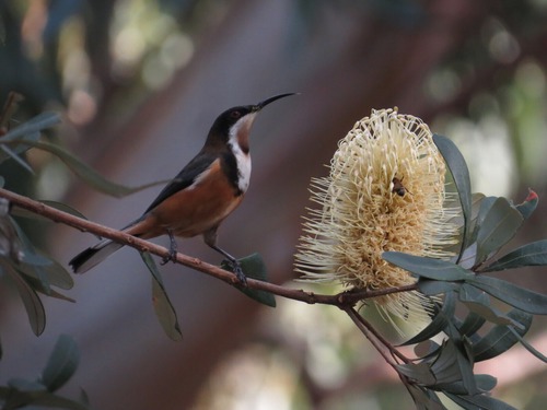 Eastern Spinebill feeding on a Banksia