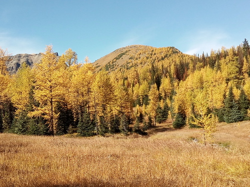 Larches in Panorama meadows with Panorama Ridge behind