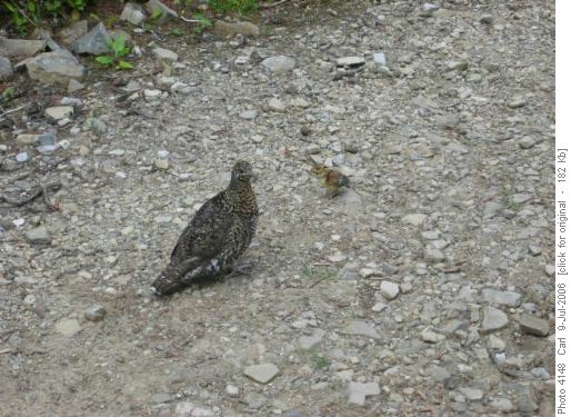 Mother grouse and one of her chicks