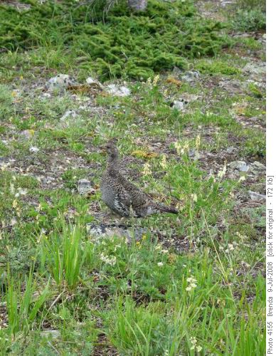 Mother Grouse on Cox Hill