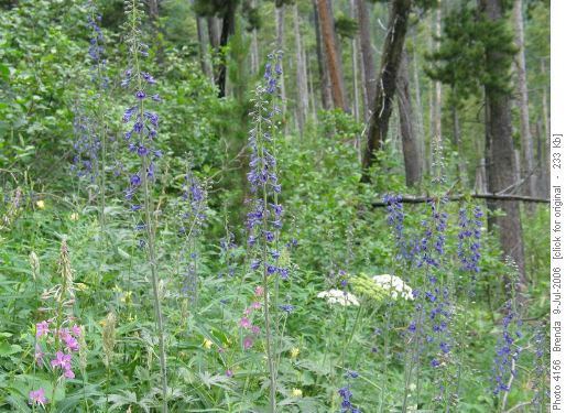 Flowers along the trail, Cox Hill