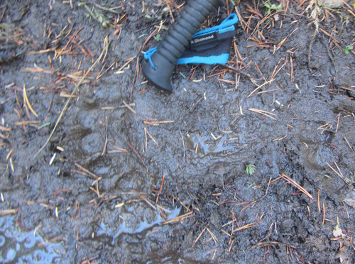 bear print along the muddy Gorge-Ware connector trail