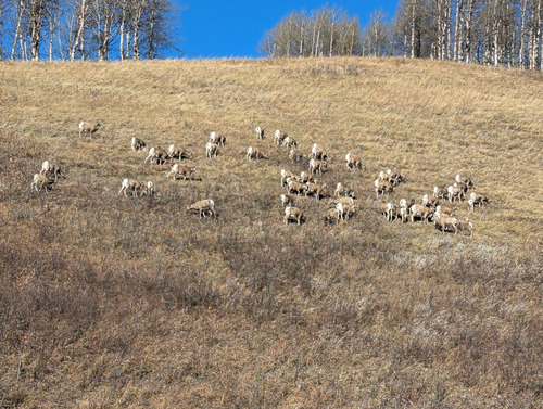 Bighorns chowing down above the Sheep River Road