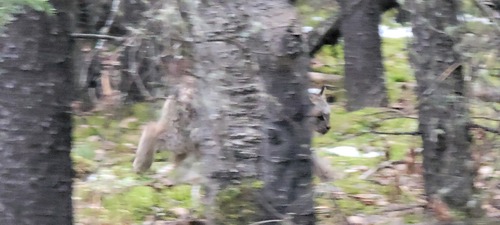 Photo 41603
