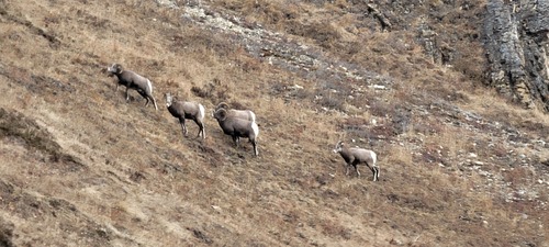 Bighorn sheep grazing on the east side of the ridge