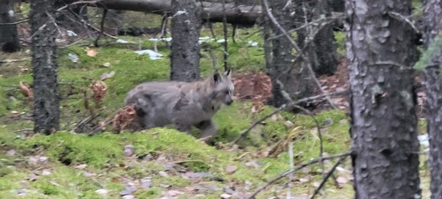 A fleeting glimpse of the bobcat