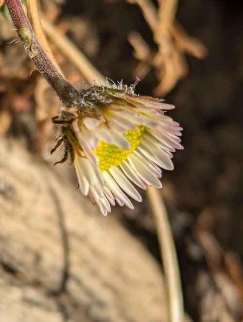 Bill pauses to admire a lingering, hardy fleabane