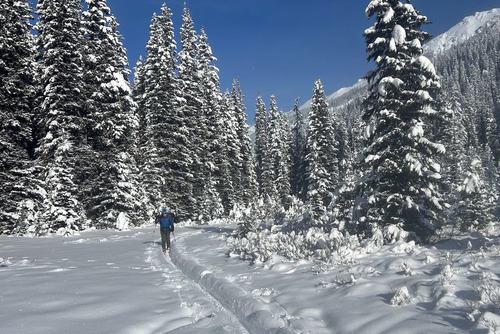 Entering Tyrwhitt meadows