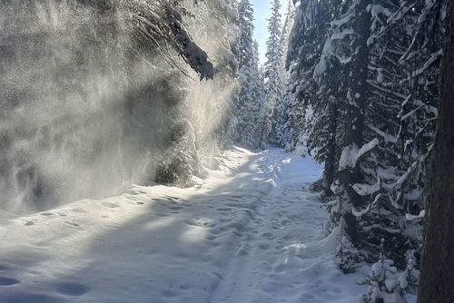 Biggest hazard: Tree bombs on the Tyrwhitt trail