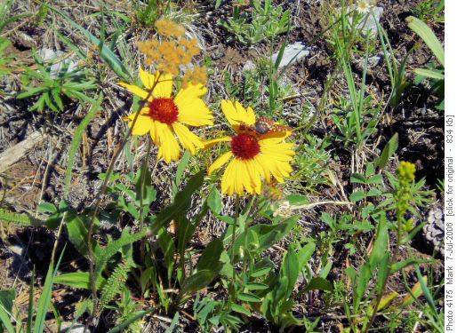 Flowers (brown-eyed susans; gaillardia aristata) & Butterfly