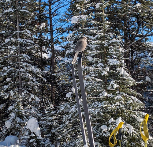 lunchtime guest