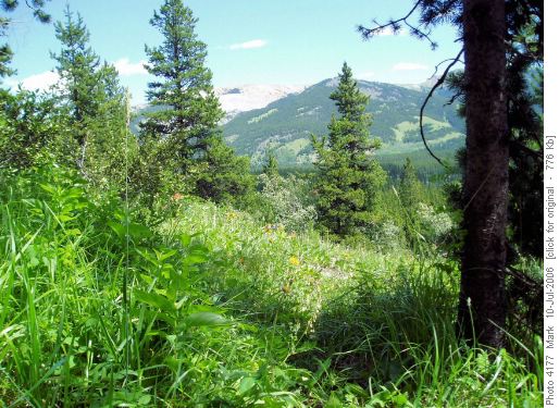 Lush slopes of Nihahi meadows