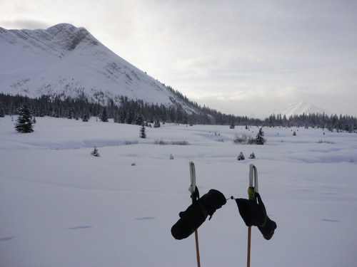 Meadows near Chester Lake, Kananaskis