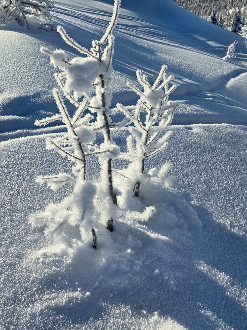 1 to 3 cm surface hoar only in the alpine