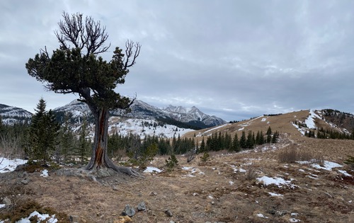 The Boundary Pine