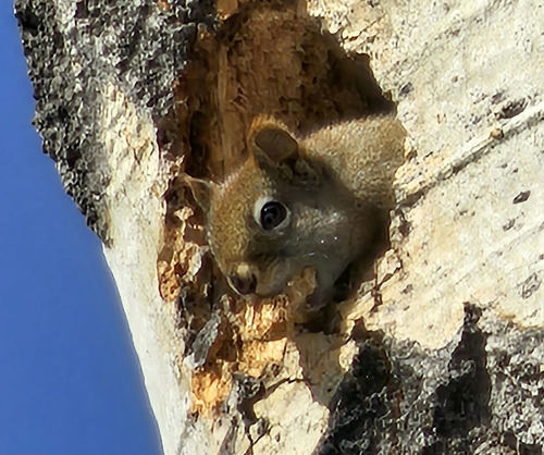 Squirrel making a hole half way up a dead tree