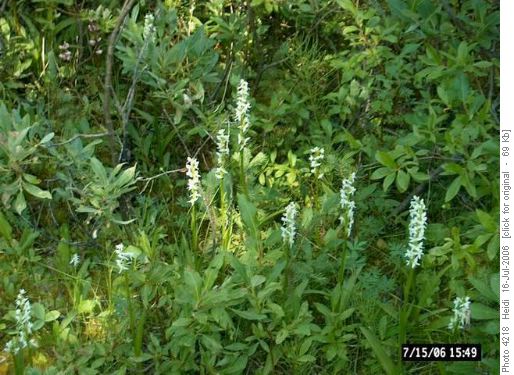 Bog Orchids