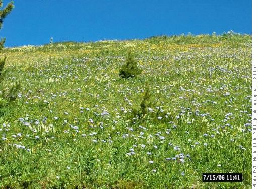 Meadow of flowers