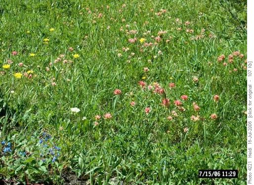 Indian Paintbrush